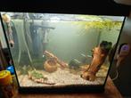 Aquarium met vissen en garnalen, Ophalen, Zo goed als nieuw, Gevuld zoetwateraquarium