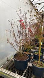 Rode compacte japanse esdoorn ‘shaina’ 1,30/1,40 nu €100, Tuin en Terras, Planten | Struiken en Hagen, Ophalen