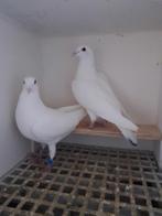 Witte postduiven, Dieren en Toebehoren, Vogels | Duiven, Meerdere dieren, Postduif