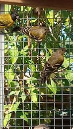 Zwartkopsijs, Mannelijk, Tropenvogel