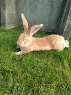 Vlaamse reus, Dieren en Toebehoren, Konijnen, Mannelijk, Groot