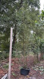 Krentenboom struik Amelanchier, Ophalen of Verzenden, In pot, Volle zon, Overige soorten