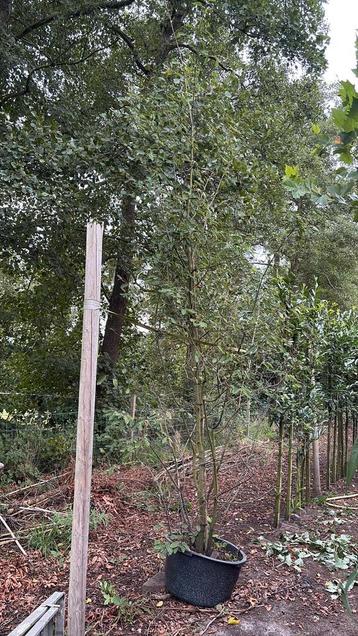 Krentenboom struik Amelanchier beschikbaar voor biedingen