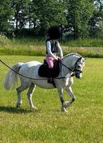 Super knappe Welsh B Pony, Dieren en Toebehoren, Pony's, Merrie, B, Gechipt, Dressuurpony