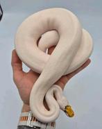 Python regius sub adults vrouwen het clown/pied/hypo/DG, Slang, 0 tot 2 jaar