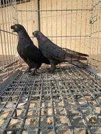 Takla a.rap, Dieren en Toebehoren, Meerdere dieren, Postduif