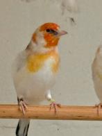 Putters, Mannelijk, Wildzangvogel, Geringd