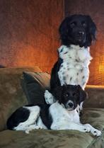 DEKREU, friese stabij LOET. Met verklaring fokgeschiktheid., Reu, CDV (hondenziekte), 1 tot 2 jaar, Eén hond