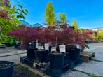 Japanse Esdoorns - 3 halen, 2 betalen!, Tuin en Terras, Bloeit niet, Halfschaduw, Overige soorten, Minder dan 100 cm