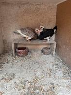 Haagse tilpiepers, Meerdere dieren, Kropper