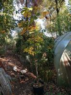 Kastanje boom, ruim 2 meter in container, Ophalen, Volle zon, Overige soorten