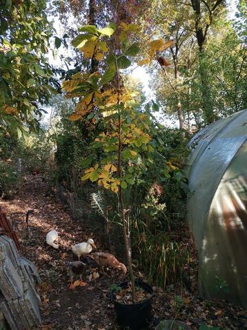 Kastanje boom, ruim 2 meter in container  beschikbaar voor biedingen