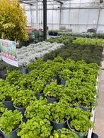 Diverse Kruiden - Peterselie, Salie, Kerrie, Lavendel, Rozem, Volle zon, Vaste plant, Ophalen of Verzenden, Kruiden