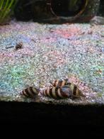 100x Anatome Helena slaketende slak, Dieren en Toebehoren, Slak of Weekdier