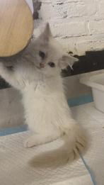 Ragdoll kittens 100%  NOG MAAR 1 . Zie fotos, Meerdere dieren, Ontwormd