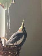 Gezocht: oudere valkparkiet (10+), Dieren en Toebehoren, Geslacht onbekend, Parkiet, Tam