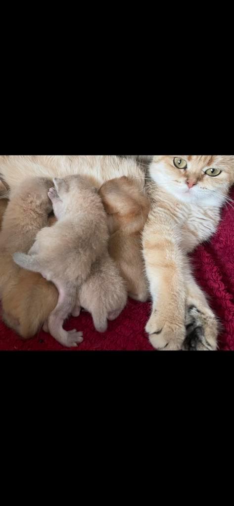 Britse korthaar 1 poes🎀, Dieren en Toebehoren, Katten en Kittens | Raskatten | Korthaar, Meerdere dieren, Ontwormd