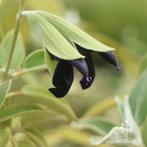 Salie cassis zwarte (Salvia discolor), Ophalen, Overige soorten, Volle zon