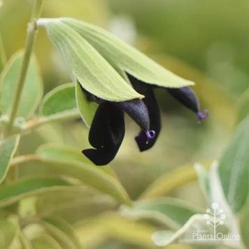 Salie cassis zwarte (Salvia discolor) beschikbaar voor biedingen