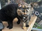 Maine coon X zusjes, Dieren en Toebehoren, Poes, Langharig, 0 tot 2 jaar