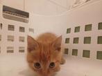 3 boederij kittens, Dieren en Toebehoren, Katten en Kittens | Overige Katten, Poes
