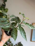 Begonia white ice, volgroeide planten uit stek, zie adv., Ophalen of Verzenden, Overige soorten, Minder dan 100 cm
