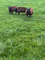 Dassenkop ooien, Dieren en Toebehoren, Schapen, Geiten en Varkens, Vrouwelijk, Schaap, 0 tot 2 jaar
