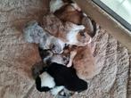 Schotse collie pups, Dieren en Toebehoren, 8 tot 15 weken, Collie, Meerdere, Meerdere dieren
