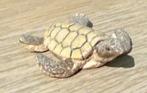 Kleine schildpadje voor in een aquarium, Ophalen, Gebruikt, Sierelement