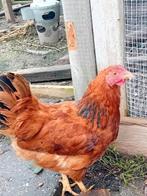 3 tamme krielkippen, Dieren en Toebehoren, Meerdere dieren, Kip