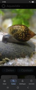 blaashoorn slakjes gratis, Dieren en Toebehoren, Ophalen