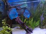 Koppel discusvissen, Dieren en Toebehoren, Vissen | Aquariumvissen, Vis