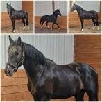Zeer interessant gefokte 2.5 jarige hengst, Dieren en Toebehoren, Met stamboom, Dressuurpaard, Hengst, 3 tot 6 jaar