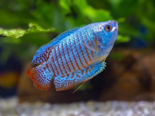 Trichogaster Lalius Neon - Dwerggourami Neon, Dieren en Toebehoren, Vissen | Aquariumvissen, Zoetwatervis, Vis