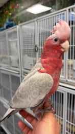 Jonge rose kaketoe’s, Meerdere dieren, Papegaai, Pratend