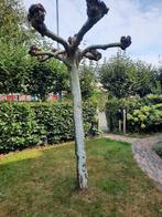 Dakplataan te koop, Ophalen, Volle zon, Overige soorten