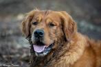 Golden retriever dekreu, Golden retriever, België, Fokker | Hobbymatig, Rabiës (hondsdolheid)
