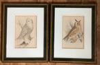 Uil, Ransuil, Sneeuwuil, Meyer, vogel, ornithologie, antiek, Antiek en Kunst, Kunst | Etsen en Gravures, Ophalen of Verzenden