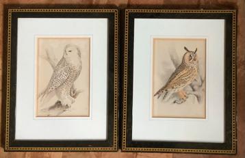 Uil, Ransuil, Sneeuwuil, Meyer, vogel, ornithologie, antiek beschikbaar voor biedingen