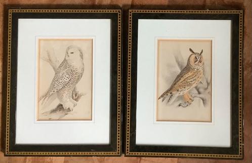 Uil, Ransuil, Sneeuwuil, Meyer, vogel, ornithologie, antiek, Antiek en Kunst, Kunst | Etsen en Gravures, Ophalen of Verzenden