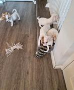 Leuke pups jackrussel met heel klein beetje boomer., 8 tot 15 weken, Meerdere, Meerdere dieren, Klein