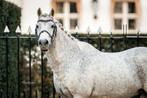 Verzorgpony aangeboden/ verzorgster gezocht, Dieren en Toebehoren, Ophalen, Nieuw, Recreatie