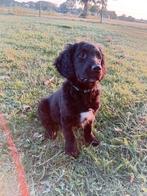 Prachtige Friese Stabij pups te koop, Dieren en Toebehoren, Overige rassen, 8 tot 15 weken, Meerdere, Meerdere dieren