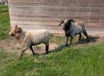Ouessantschapen rammen., Dieren en Toebehoren, Schapen, Geiten en Varkens, Mannelijk, Schaap