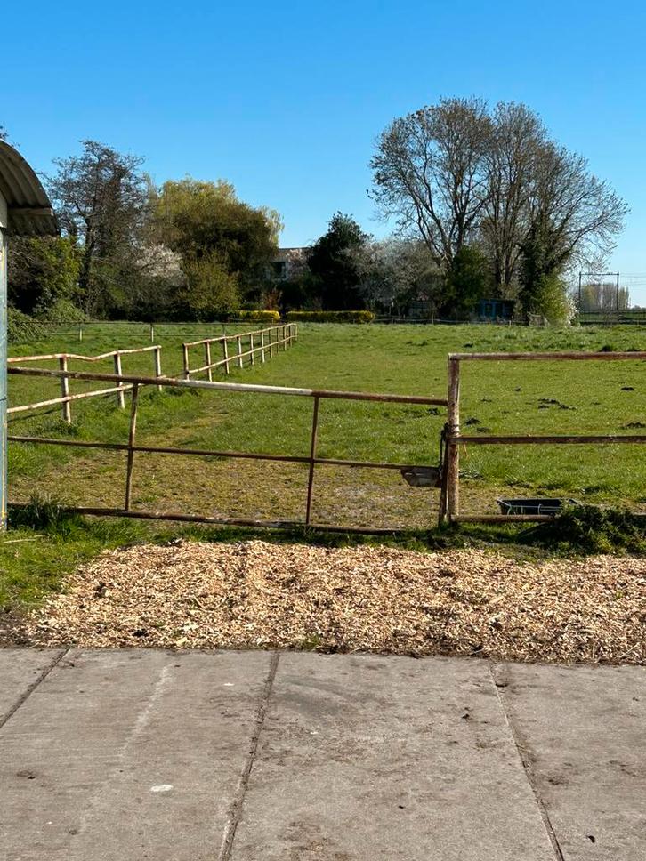 Plek vrij voor pony / klein paard, Dieren en Toebehoren, Stalling en Weidegang, Stalling, Weidegang, 1 paard of pony