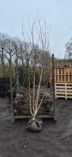 Witte himalayaberk meerstammig, Ophalen, Halfschaduw, Overige soorten, 100 tot 250 cm