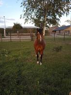 3-jarige Welsh a ruin, Dieren en Toebehoren, Pony's, Gechipt, Ruin, A pony (tot 1.17m), 3 tot 6 jaar