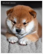 Raszuivere Shiba Inu pups met stamboom, Dieren en Toebehoren, 8 tot 15 weken, Meerdere, Meerdere dieren, Nederland