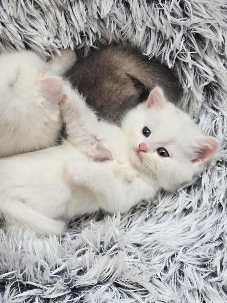 Kittens Britse korthaar golden shadow x brietse langhaar, Dieren en Toebehoren, Katten en Kittens | Raskatten | Korthaar, Kater