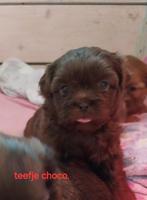 Shih tzu x Maltezer puppies, Overige rassen, 8 tot 15 weken, CDV (hondenziekte), Meerdere
